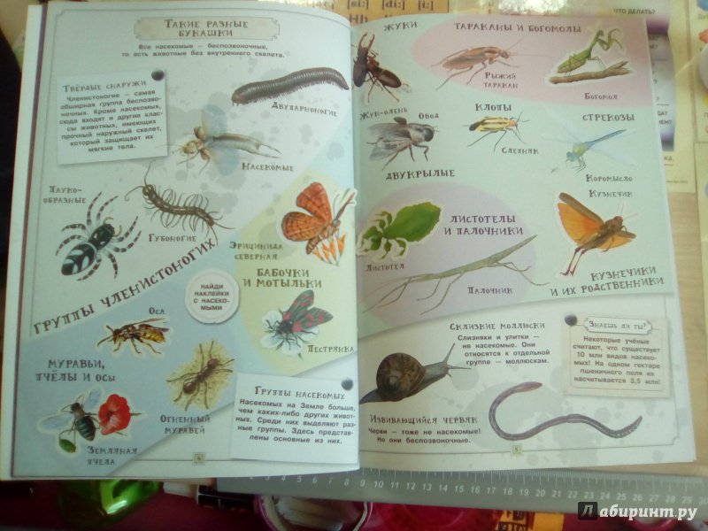 Иллюстрация 24 из 25 для Занимательная зоология. Насекомые - Вики Эган | Лабиринт - книги. Источник: Svetlik76