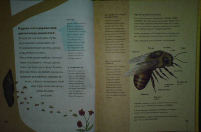 Иллюстрация 13 из 36 для Пчелы, бабочки, стрекозы - Тинг Моррис | Лабиринт - книги. Источник: Настёна
