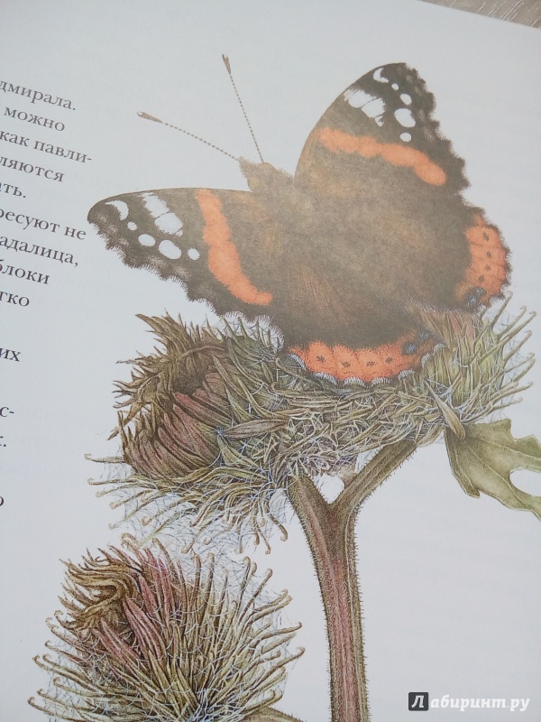 Иллюстрация 23 из 51 для Моя книга бабочек - Стефан Каста | Лабиринт - книги. Источник: Трубадур
