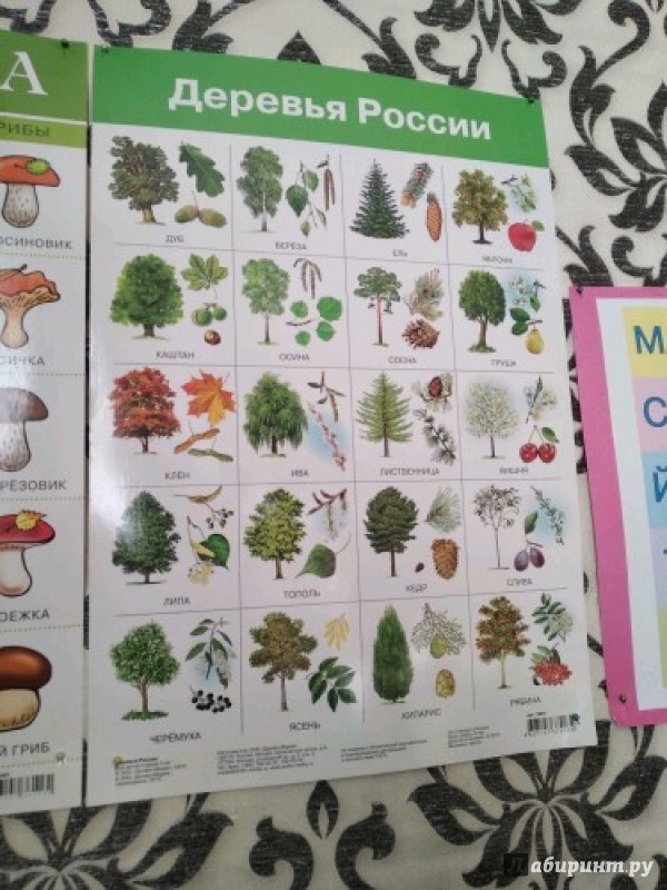 Иллюстрация 11 из 17 для Плакат "Деревья России" (2883) | Лабиринт - книги. Источник: Архипова Юлия