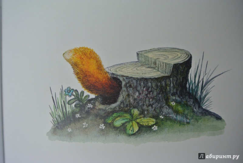 Иллюстрация 19 из 47 для Лисичка со скалочкой | Лабиринт - книги. Источник: adsveta