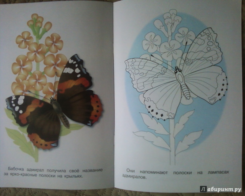 Иллюстрация 14 из 24 для Раскраска. Бабочки | Лабиринт - книги. Источник: Родионова  Надежда