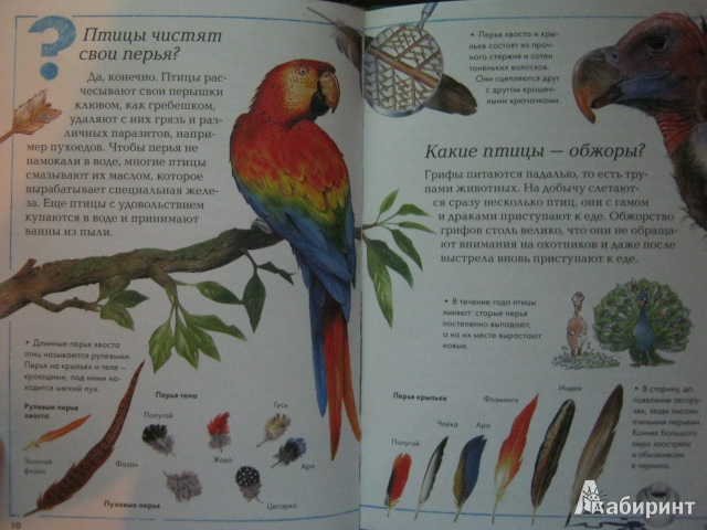 Иллюстрация 6 из 15 для Удивительные птицы планеты | Лабиринт - книги. Источник: Евгения39