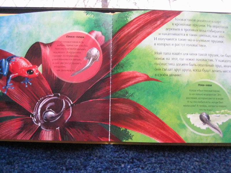 Иллюстрация 3 из 3 для Прыг-скок, лягушонок! | Лабиринт - книги. Источник: Трухина Ирина