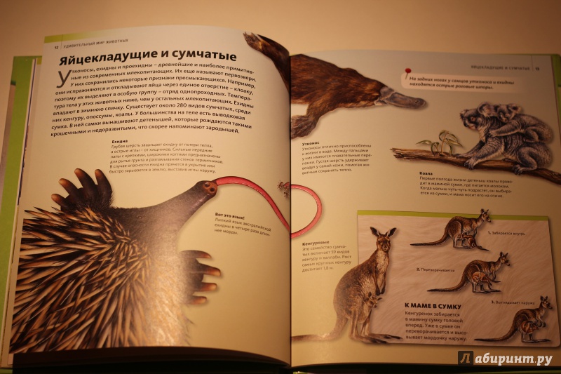 Иллюстрация 22 из 37 для Удивительный мир животных | Лабиринт - книги. Источник: AL980