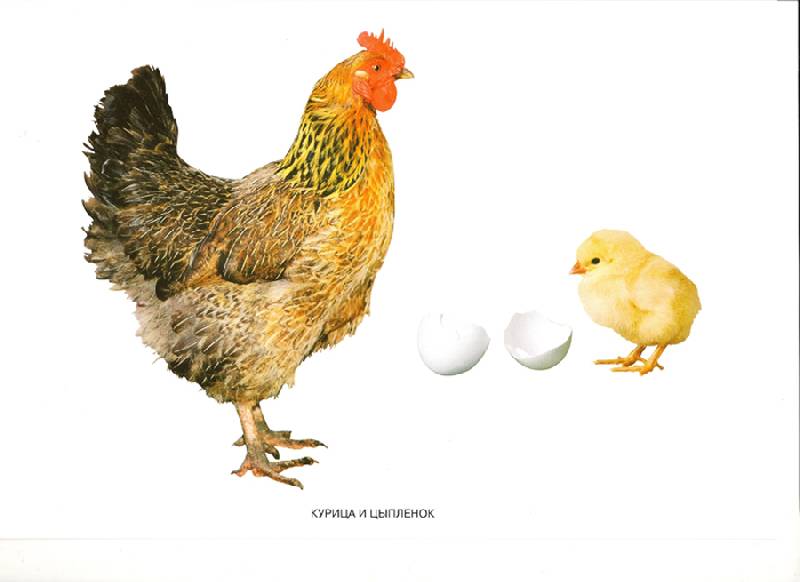 Иллюстрация 2 из 2 для Мир в картинках: Домашние птицы. 3-7 лет | Лабиринт - книги. Источник: farnor