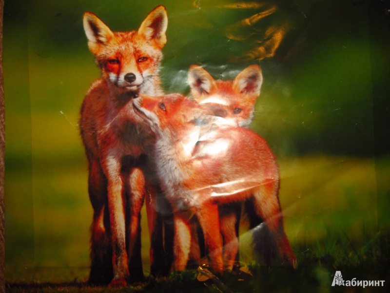 Иллюстрация 4 из 7 для Календарь 2014 "Дикие животные (Wild animals)" (КПКС1403) | Лабиринт - сувениры. Источник: olga_potapova_y
