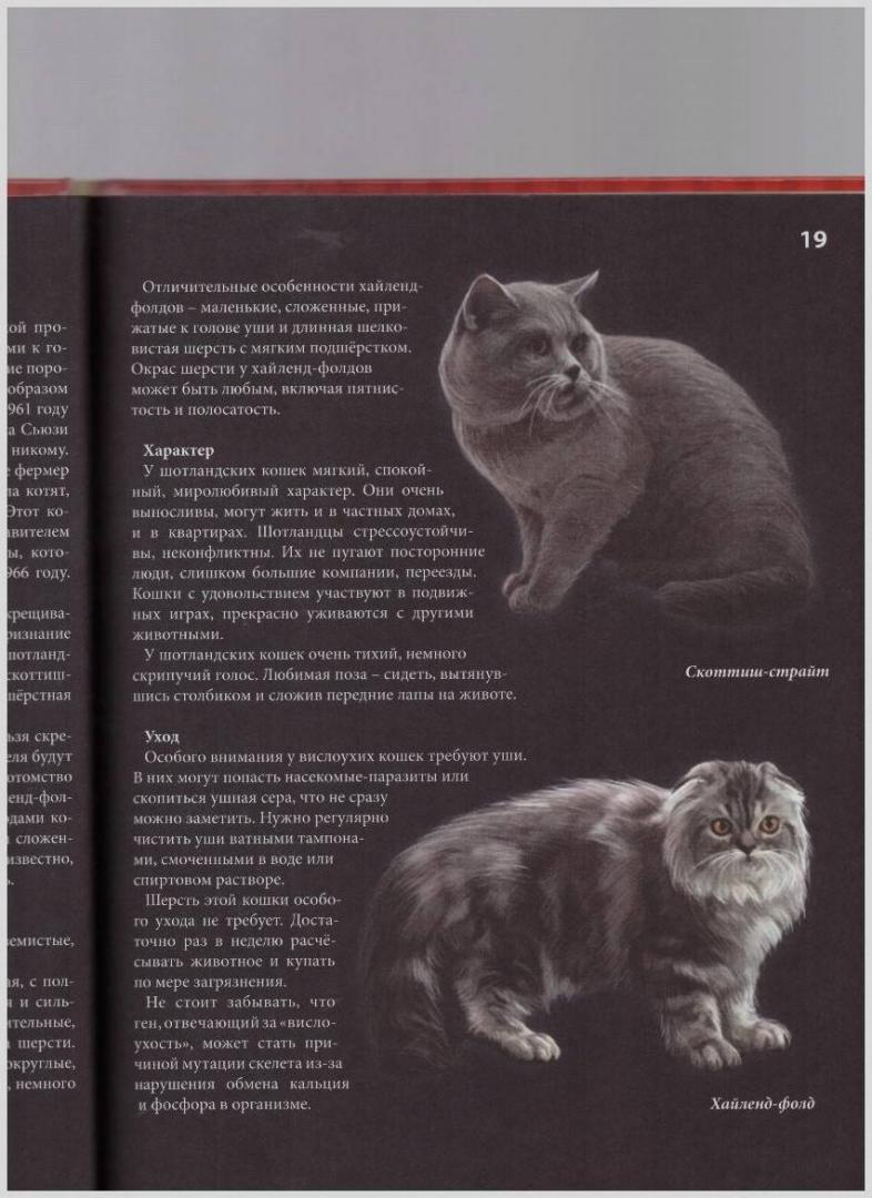 Иллюстрация 12 из 17 для Хочу все знать. Кошки - Леся Калугина | Лабиринт - книги. Источник: LanaEr