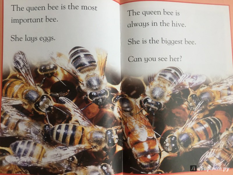 Иллюстрация 3 из 7 для Mac Fact Read. Busy as a Bee - Louise Caroll | Лабиринт - книги. Источник: Хмара  Мария Михайловна