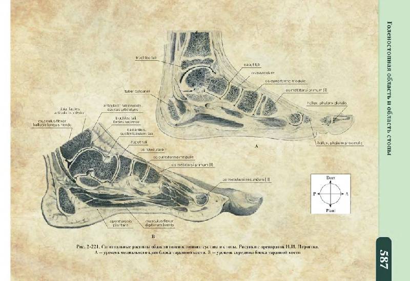 Иллюстрация 17 из 17 для Анатомия по Пирогову. Атлас анатомии человека. Том 1. Верхняя конечность. Нижняя конечность(+CD) - Шилкин, Филимонов | Лабиринт - книги. Источник: Юта