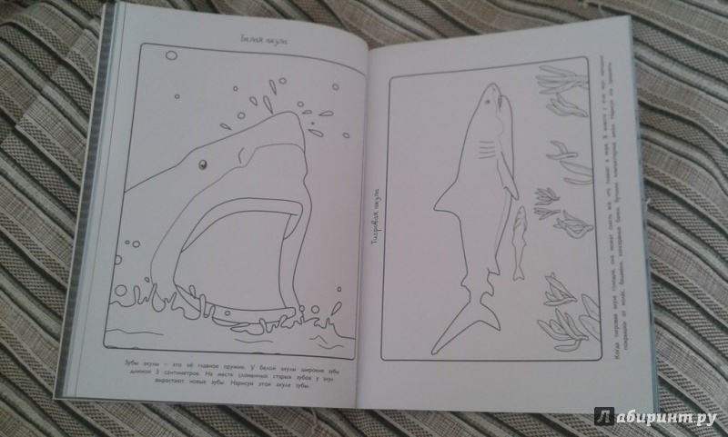 Иллюстрация 18 из 22 для Акулы - Эмма Сэл | Лабиринт - книги. Источник: Соколенко  Света