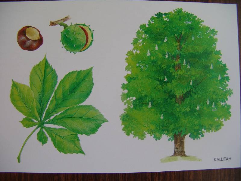 Иллюстрация 25 из 32 для Расскажите детям о деревьях | Лабиринт - книги. Источник: Лаванда