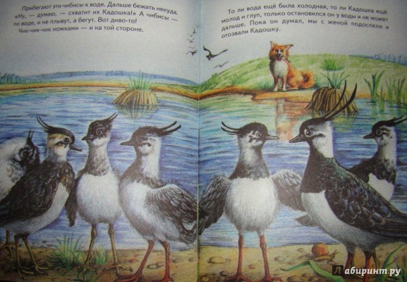 Иллюстрация 3 из 22 для Большая птичья книга | Лабиринт - книги. Источник: Половинка  Юля