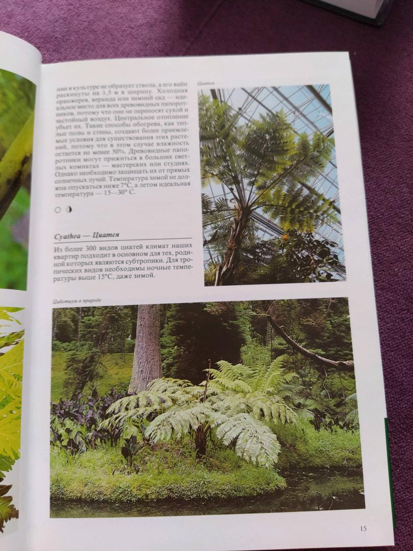 Иллюстрация 25 из 48 для Комнатные растения - Нико Вермейлен | Лабиринт - книги. Источник: Сохач Екатерина