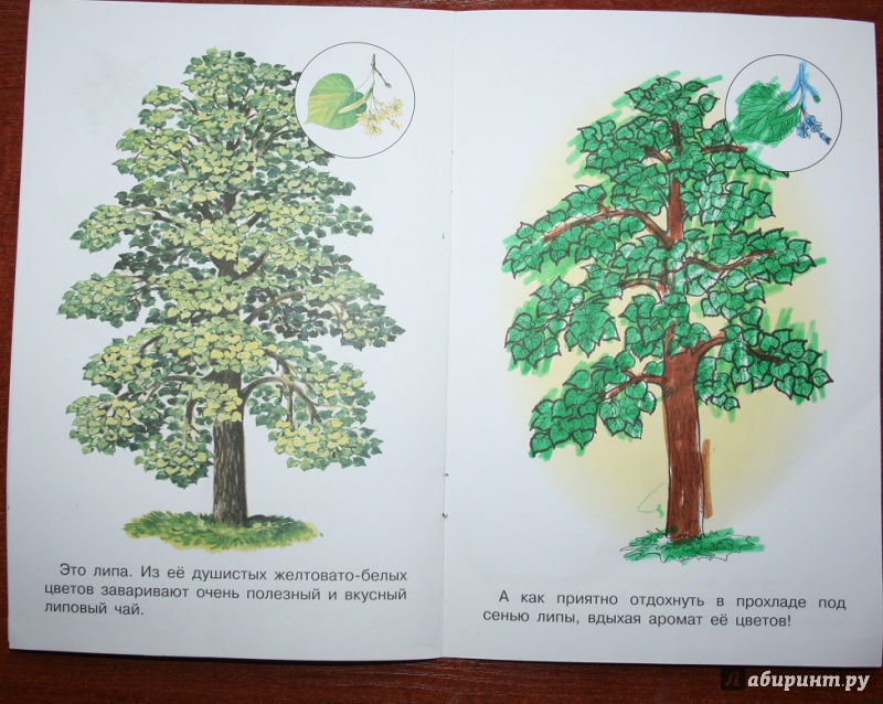 Иллюстрация 18 из 21 для Раскраска. Раскрашиваем и учимся. Деревья | Лабиринт - книги. Источник: Рудис  Александра