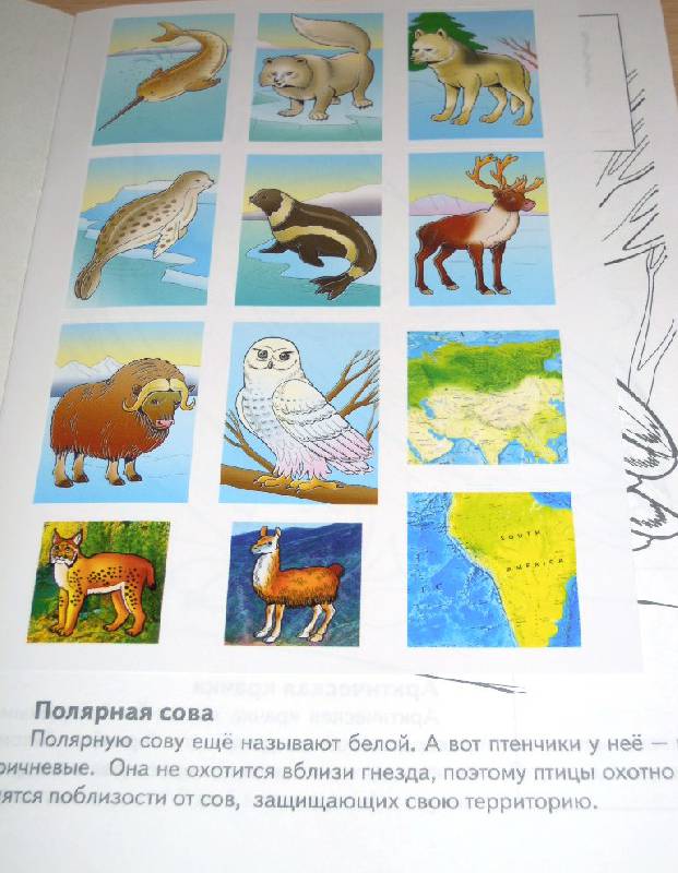 Иллюстрация 2 из 6 для Животные Арктики. Книжка-раскраска с наклейками - А. Андреева | Лабиринт - книги. Источник: Iwolga
