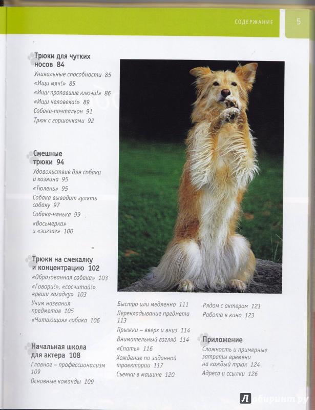 Иллюстрация 5 из 13 для Дрессируем собаку - Ангела Вегманн | Лабиринт - книги. Источник: Коновалова  Ольга
