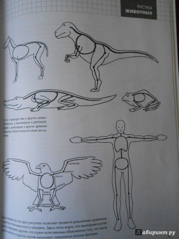 Иллюстрация 23 из 30 для Рисуем животных - Питер Грей | Лабиринт - книги. Источник: Леан