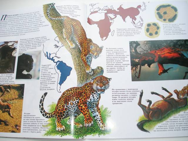 Иллюстрация 33 из 96 для Мир животных (17 книг в боксе) | Лабиринт - книги. Источник: Осьминожка