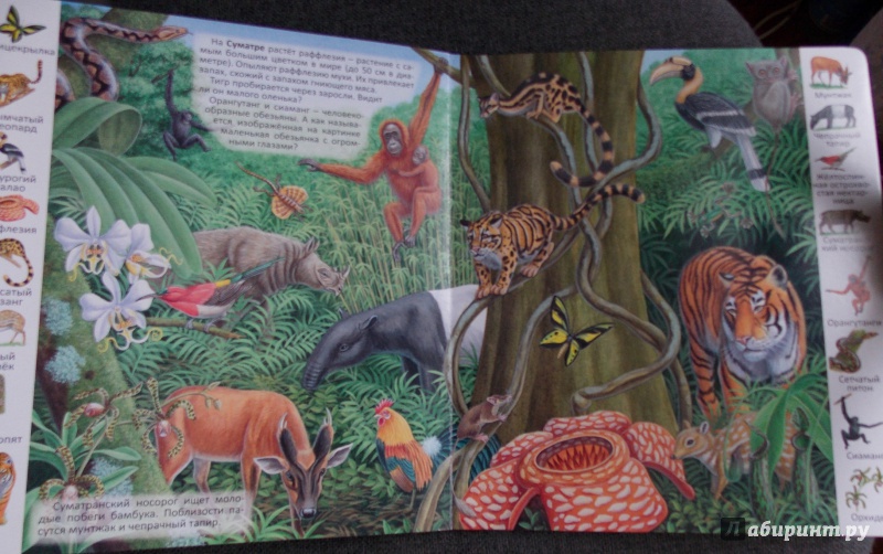 Иллюстрация 21 из 39 для Животные и растения тропических лесов | Лабиринт - книги. Источник: Sweet mama