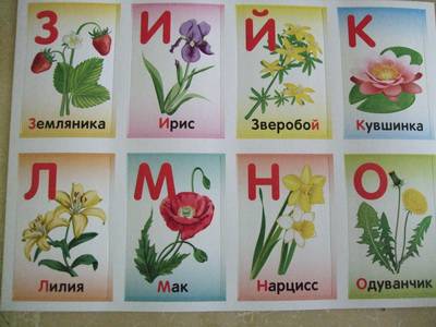 Растения на букву ш. Азбука цветов 1 класс. Азбука растений и цветов для детей. Цветы на каждую букву алфавита. Тематическая Азбука цветы.