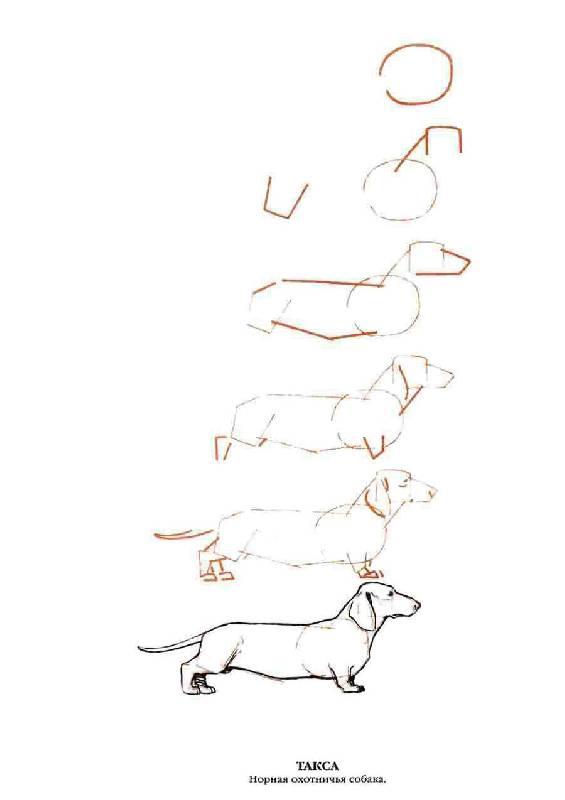 Иллюстрация 11 из 20 для Рисуем 50 собак - Ли Эймис | Лабиринт - книги. Источник: Юта