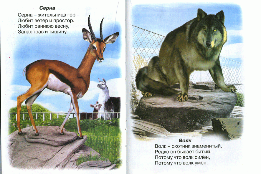 Иллюстрация 1 из 6 для Зоопарк - Владимир Степанов | Лабиринт - книги. Источник: РИВА