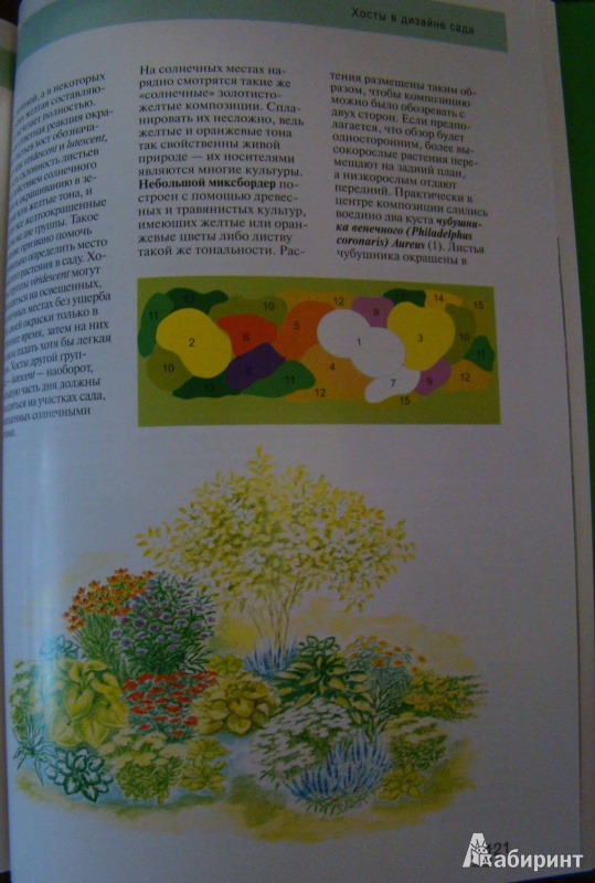 Иллюстрация 3 из 9 для Хосты в дизайне вашего сада - Наталия Кузнецова | Лабиринт - книги. Источник: Easy