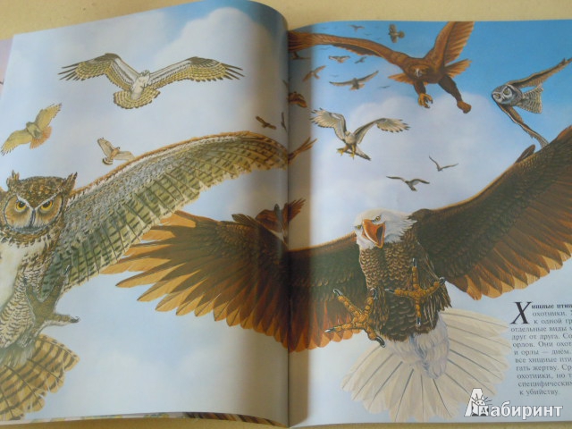 Иллюстрация 2 из 11 для Хищные птицы - Джон Веско | Лабиринт - книги. Источник: Iwolga