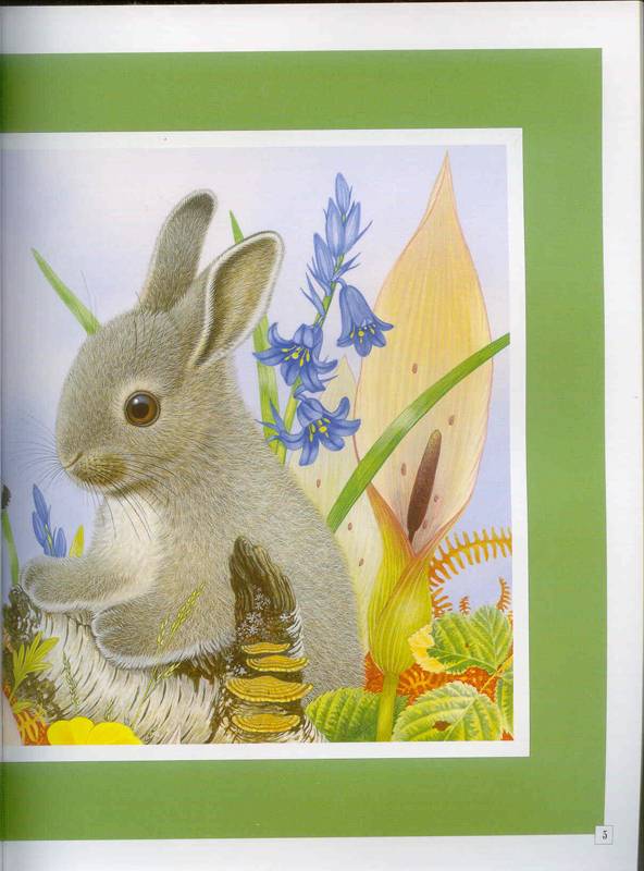 Иллюстрация 2 из 5 для Чудо-наклейки. Крольчонок Билли. Счет и цвет - А. Вуд | Лабиринт - книги. Источник: Бетельгейзе