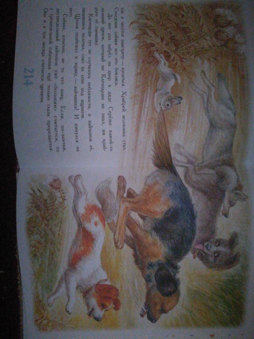 Иллюстрация 35 из 36 для Сказки для детей - Виталий Бианки | Лабиринт - книги. Источник: Голубова  Ирина