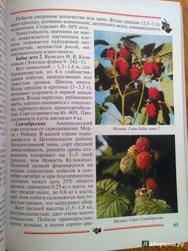 Иллюстрация 5 из 9 для Малина, ежевика: Пособие для садоводов-любителей - Никиточкин, Никиточкина | Лабиринт - книги. Источник: Sonya Summer