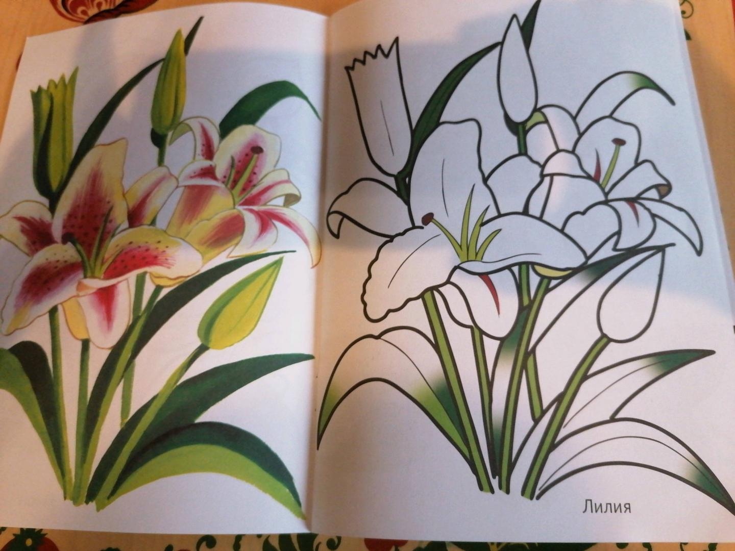 Иллюстрация 13 из 16 для Цветы садовые | Лабиринт - книги. Источник: Савушкина Ольга