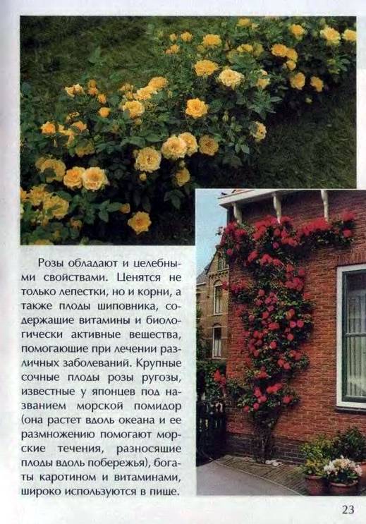 Иллюстрация 21 из 26 для Секреты выращивания роз - Зинаида Клименко | Лабиринт - книги. Источник: Panterra