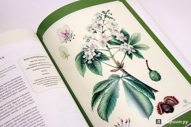 Иллюстрация 39 из 40 для Ботаническая иллюстрация - Венди Холендер | Лабиринт - книги. Источник: Анна Оськина