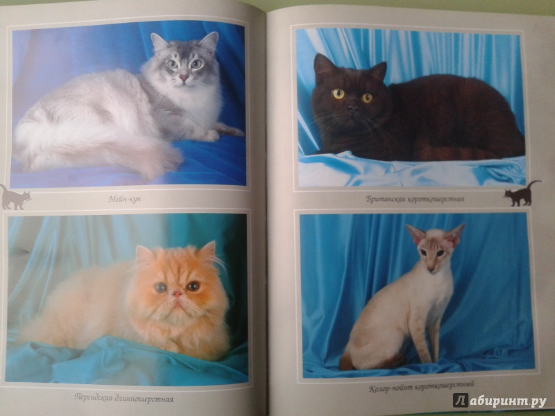 Иллюстрация 4 из 13 для Ваша кошка. Породы. Содержание. Питание - Дарья Дазидова | Лабиринт - книги. Источник: Кар Ирина