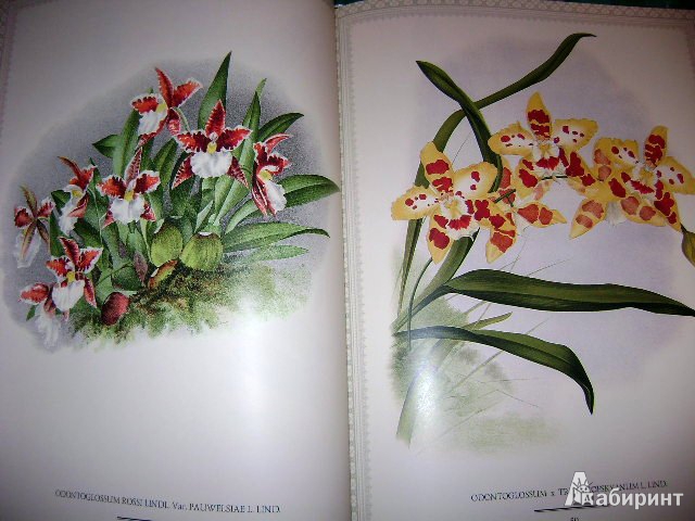 Иллюстрация 24 из 38 для Орхидеи. Линдения - иконография орхидей | Лабиринт - книги. Источник: Lunna