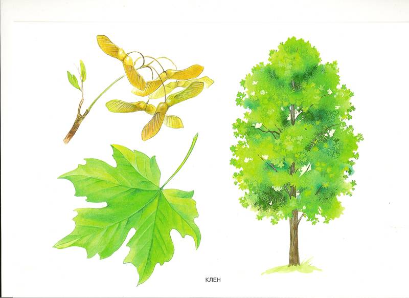 Иллюстрация 3 из 5 для Мир в картинках: Деревья и листья 3-7 лет | Лабиринт - книги. Источник: farnor