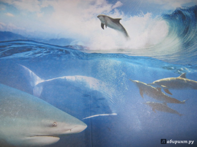 Иллюстрация 8 из 32 для Киты, дельфины и акулы - Дмитрий Кошевар | Лабиринт - книги. Источник: Евгения39