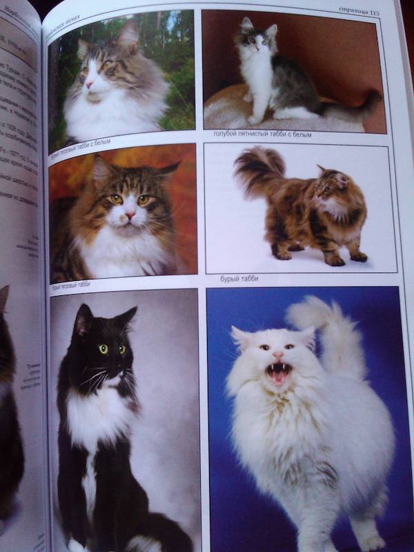 Иллюстрация 34 из 39 для Все о породах кошек - Джульетта Мей | Лабиринт - книги. Источник: Leisured