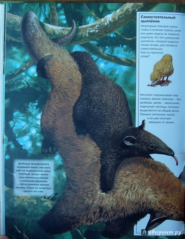 Иллюстрация 53 из 54 для Мир удивительных животных - Стоунхауз, Бертрам | Лабиринт - книги. Источник: Александр Сколдин