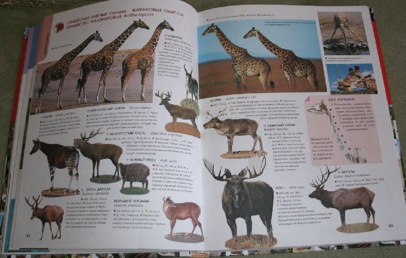 Иллюстрация 16 из 20 для 1500 самых удивительных животных. Животные всего мира от больших до маленьких | Лабиринт - книги. Источник: Ёжик