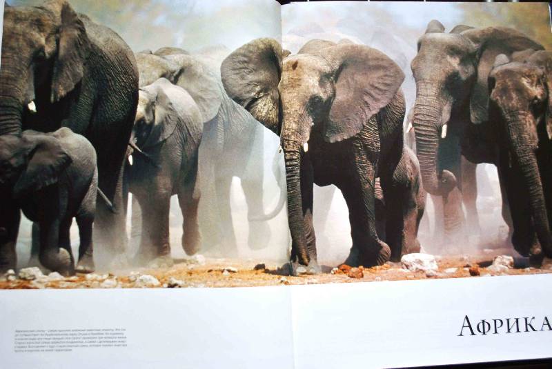 Иллюстрация 58 из 91 для Животный мир. Иллюстрированный атлас - Бамбарадения, Вудрафф, Гинзберг | Лабиринт - книги. Источник: Тамар@