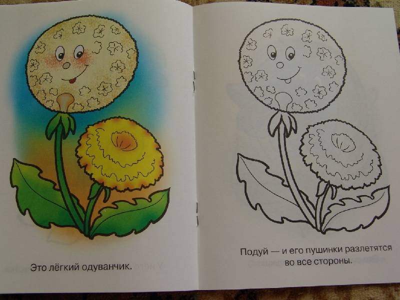 Иллюстрация 6 из 15 для Раскраска для малышей: Цветы. Синеглазый василек | Лабиринт - книги. Источник: Лаванда