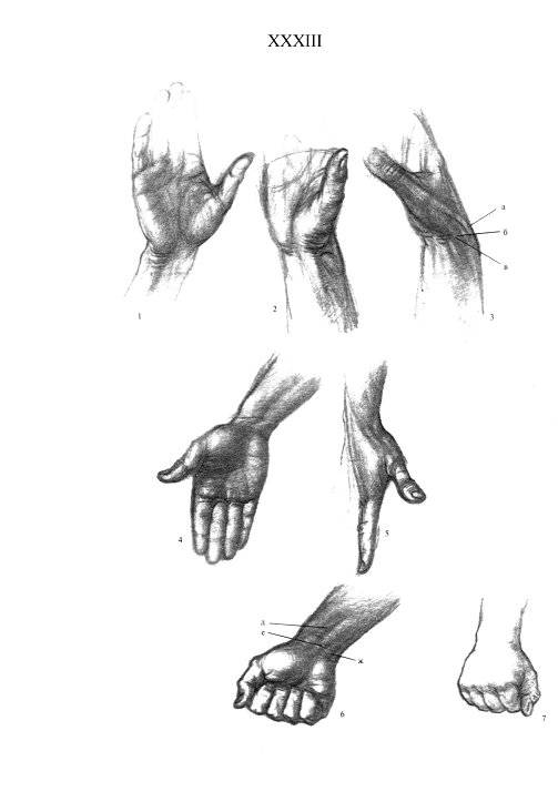 Иллюстрация 20 из 25 для Анатомия для художников - Ене Барчаи | Лабиринт - книги. Источник: Спанч Боб