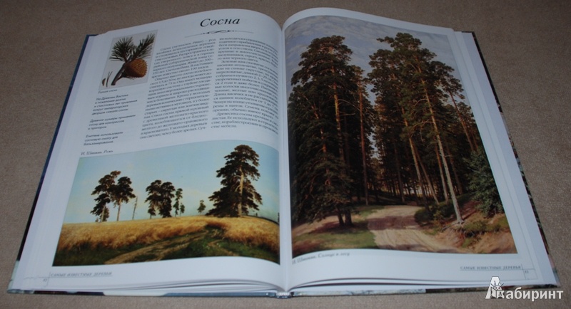 Иллюстрация 14 из 39 для Самые известные деревья | Лабиринт - книги. Источник: Книжный кот