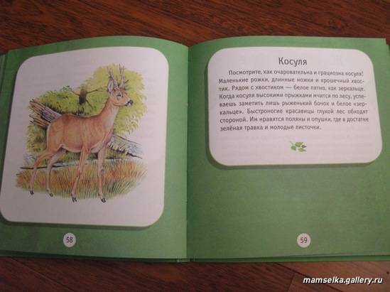 Иллюстрация 15 из 16 для Под пологом леса. Моя первая книга о животных | Лабиринт - книги. Источник: mamselka