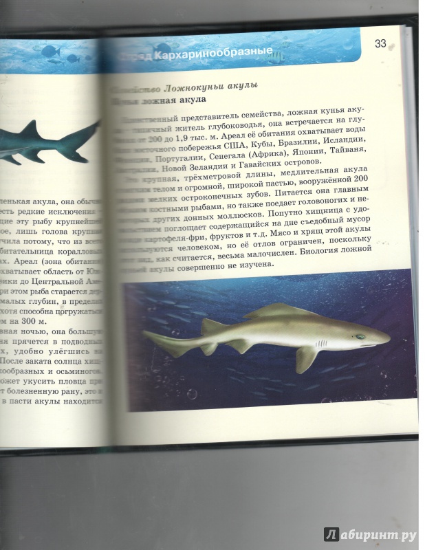 Иллюстрация 28 из 37 для Акулы | Лабиринт - книги. Источник: Никед