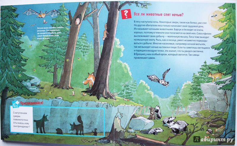 Иллюстрация 4 из 53 для Животные в лесу - Штаубер, Германн | Лабиринт - книги. Источник: Сидоренко  Сергей