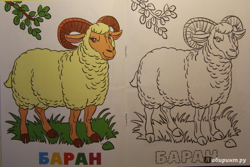Иллюстрация 5 из 5 для Раскраска "Кто на ферме живет?" | Лабиринт - книги. Источник: Тасиа